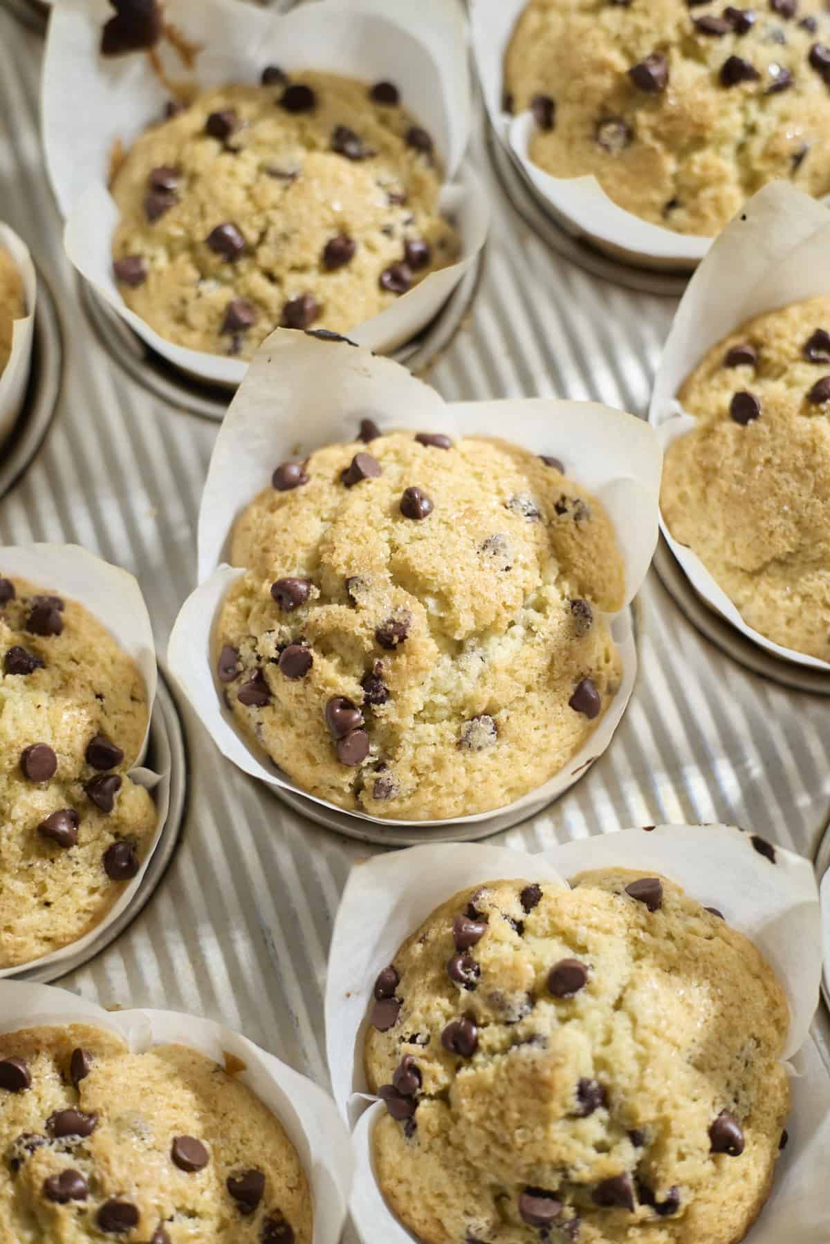 Sourdough Discard Chocolate Chip Muffins in a muffin pan.